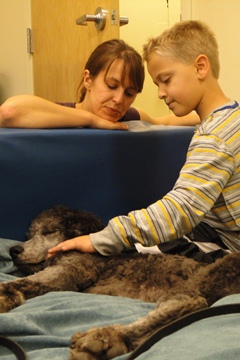 Autism Service Dog - Poodle