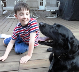Labrador - Autism Assistance Dog