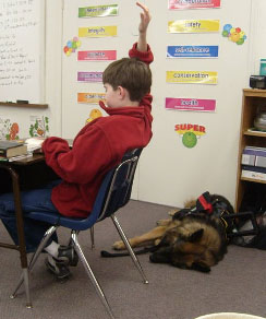 Service Dog - German Shepherd