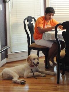 Service Dog Poodle
