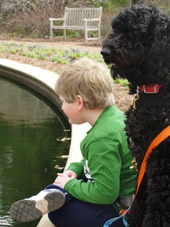 Service Dog Goldendoodle