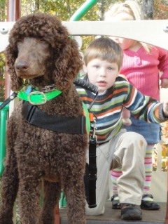 Service Dog Poodle