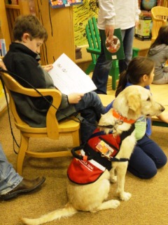 Service Dog Labradoodle