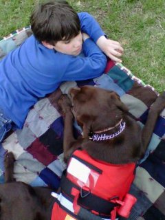 Autism Service Dog - Labrador